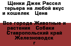 Щенки Джек Рассел терьера на любой вкус и кошелек › Цена ­ 13 000 - Все города Животные и растения » Собаки   . Ставропольский край,Железноводск г.